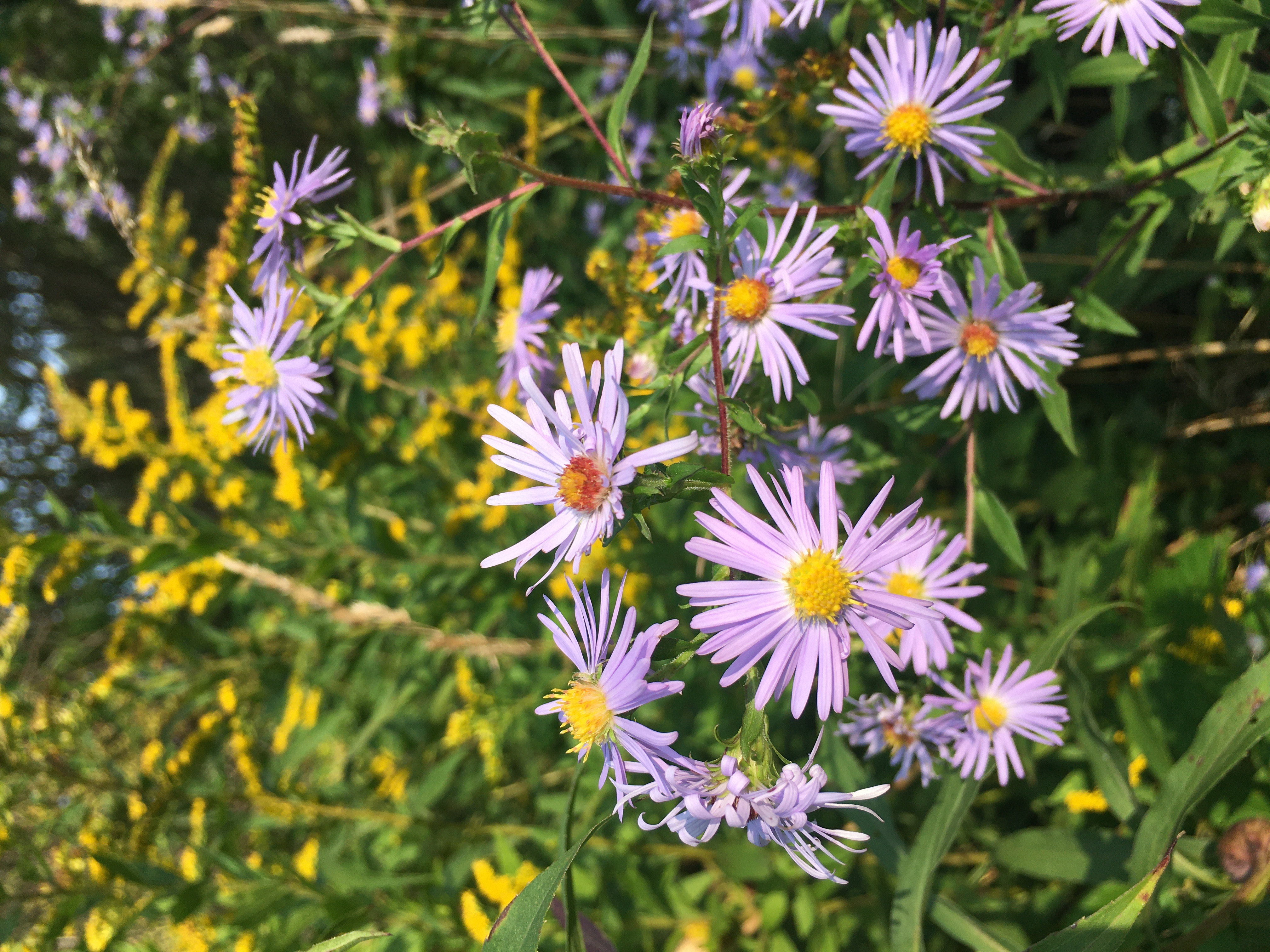 Wild purple asters in bloom
