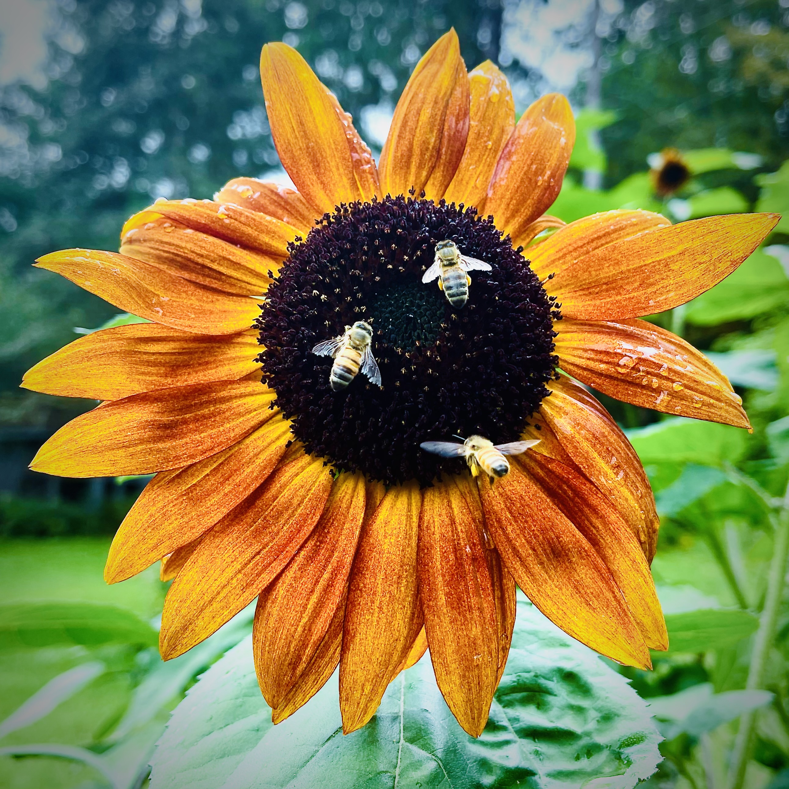 Bees on a sunflower in late summer
