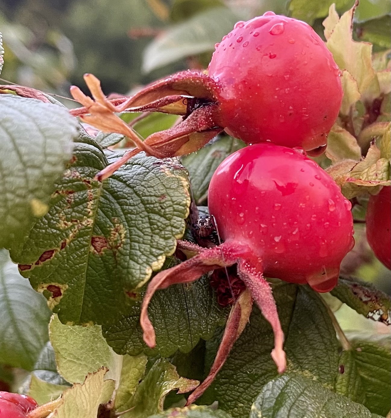 Red rosehips heavy with rain