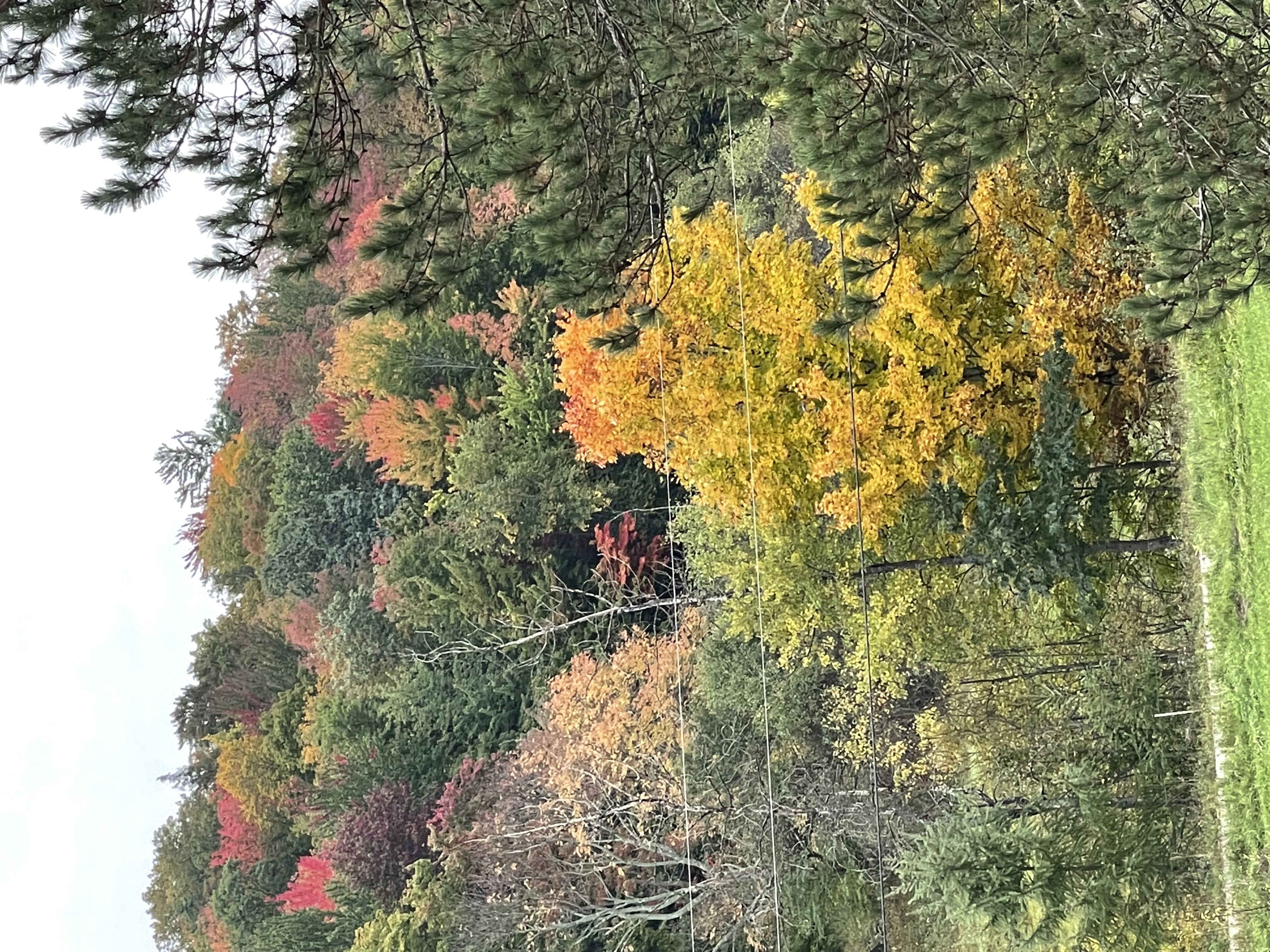 Hillside of red, orange and yellow autumn trees