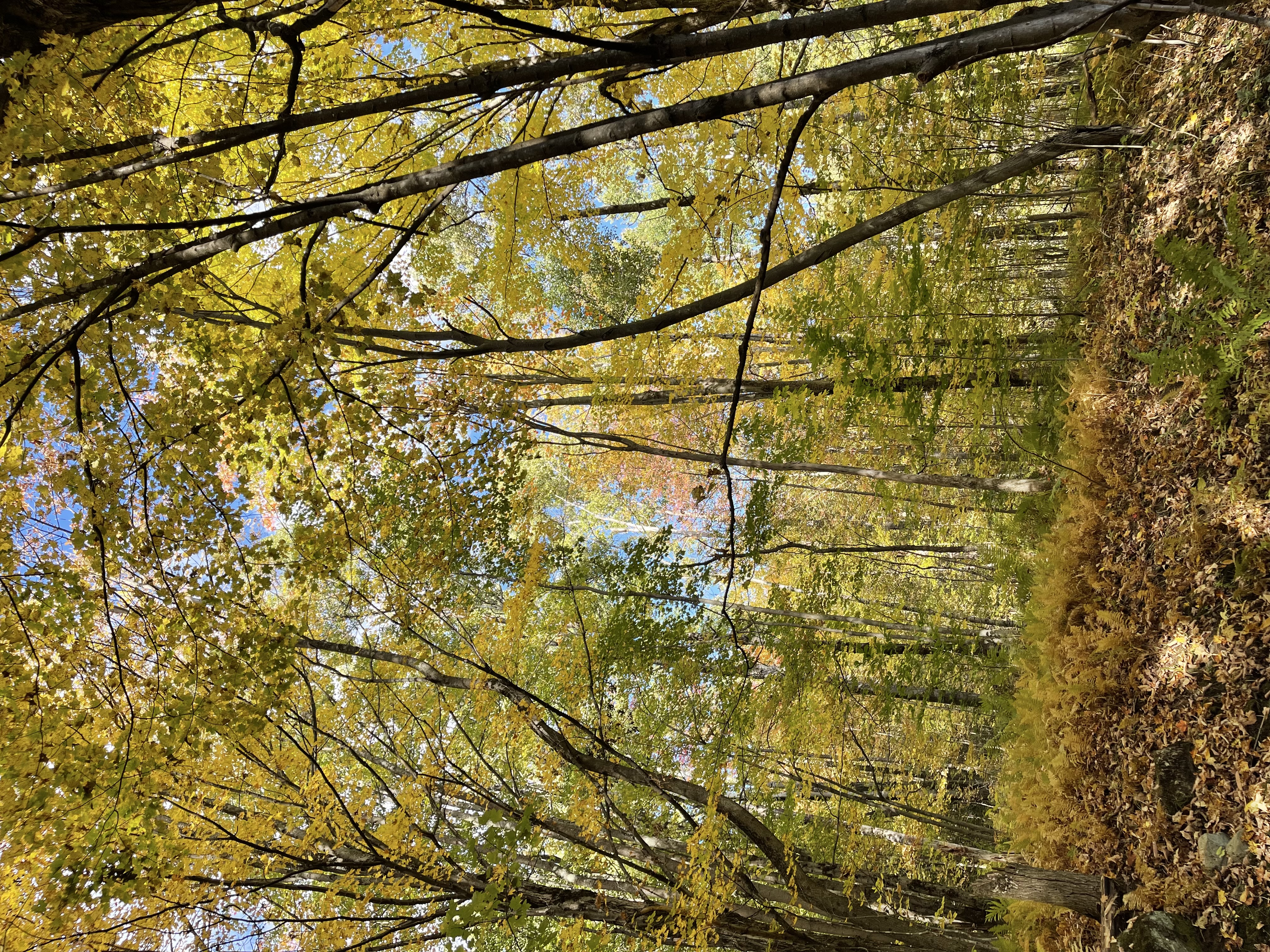 Looking up into a canopy of golden autumn leaves