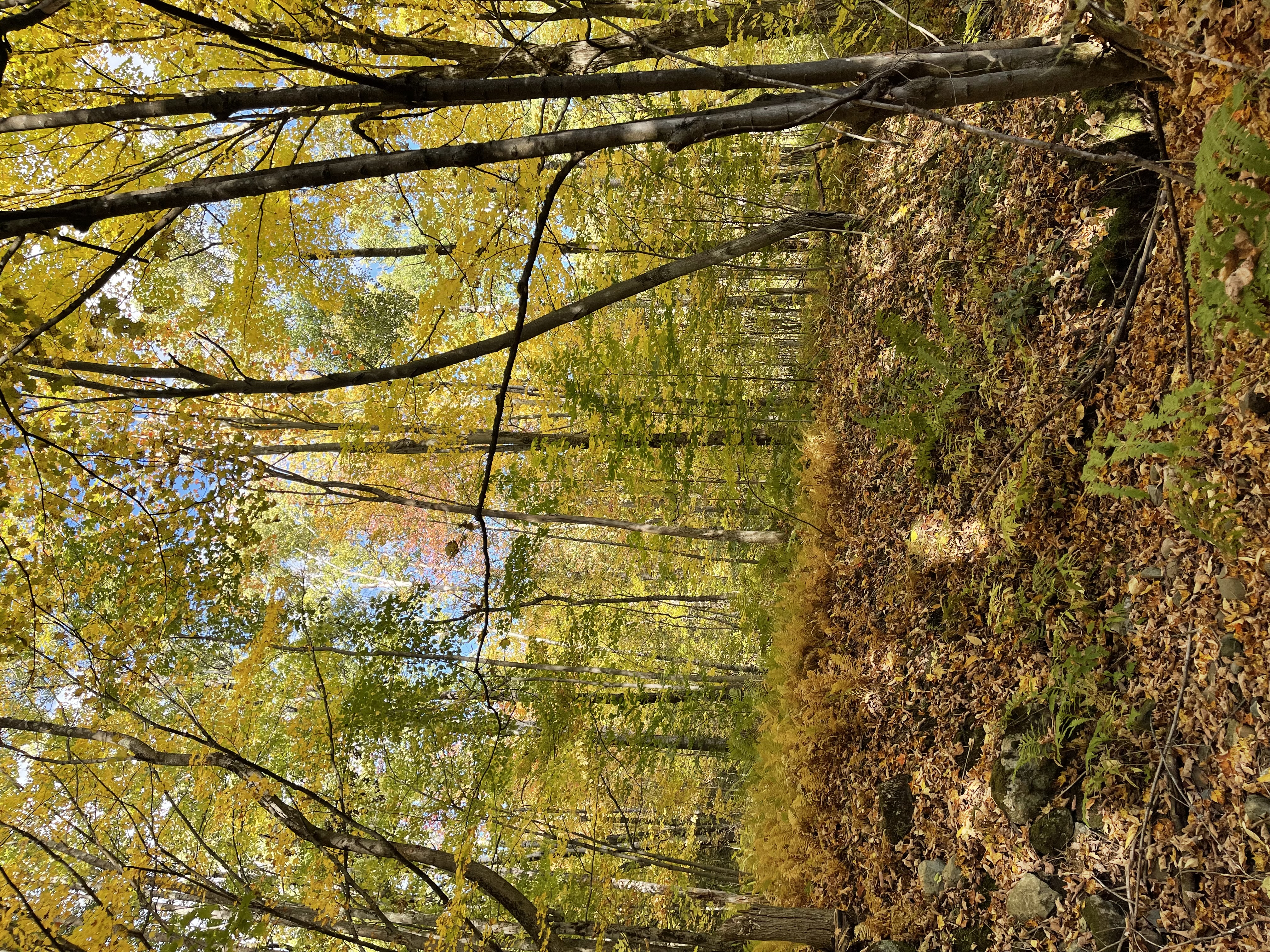 Autumn forest with fallen leaves on the ground, Eastern Townships