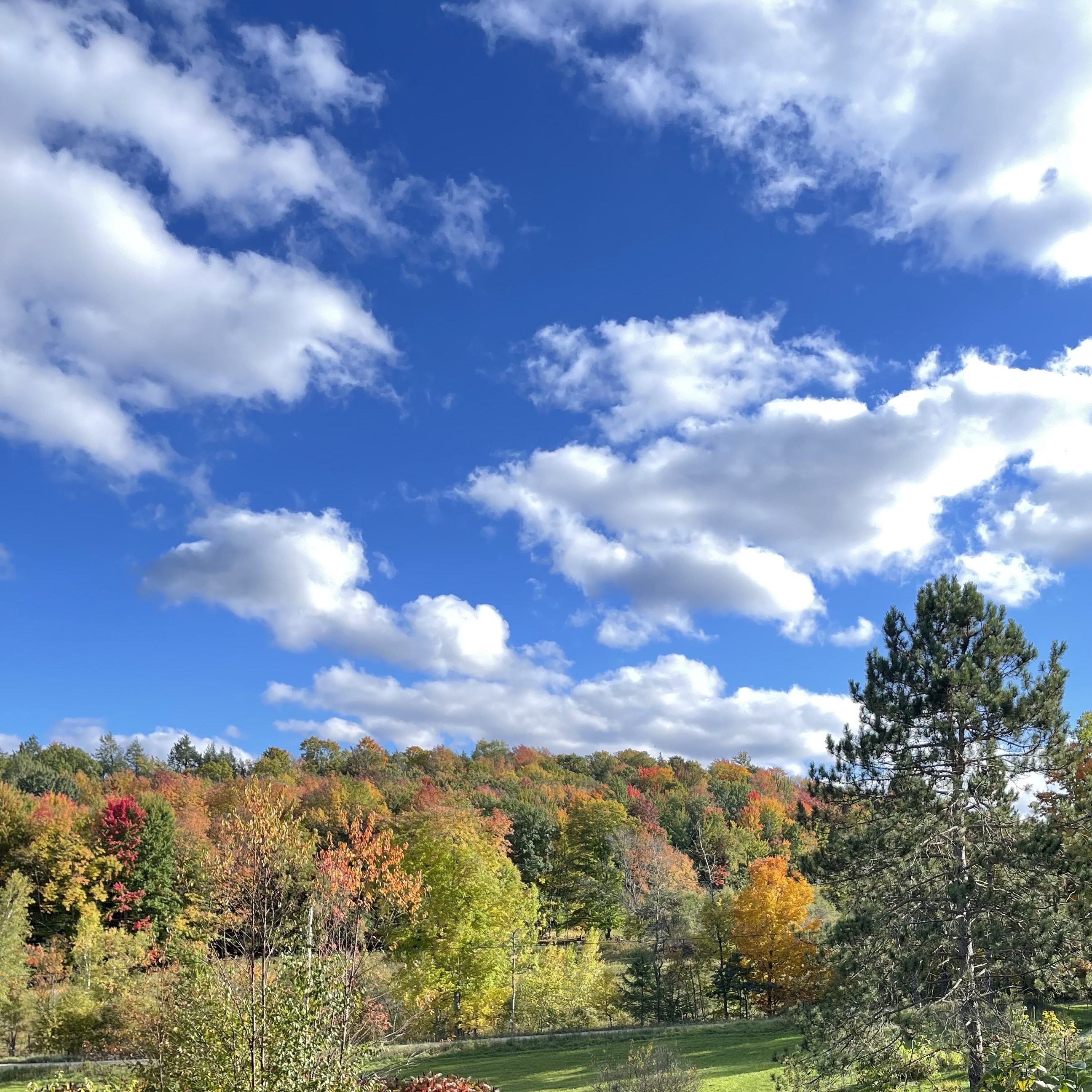 Blue autumn sky over a treeline turning colour