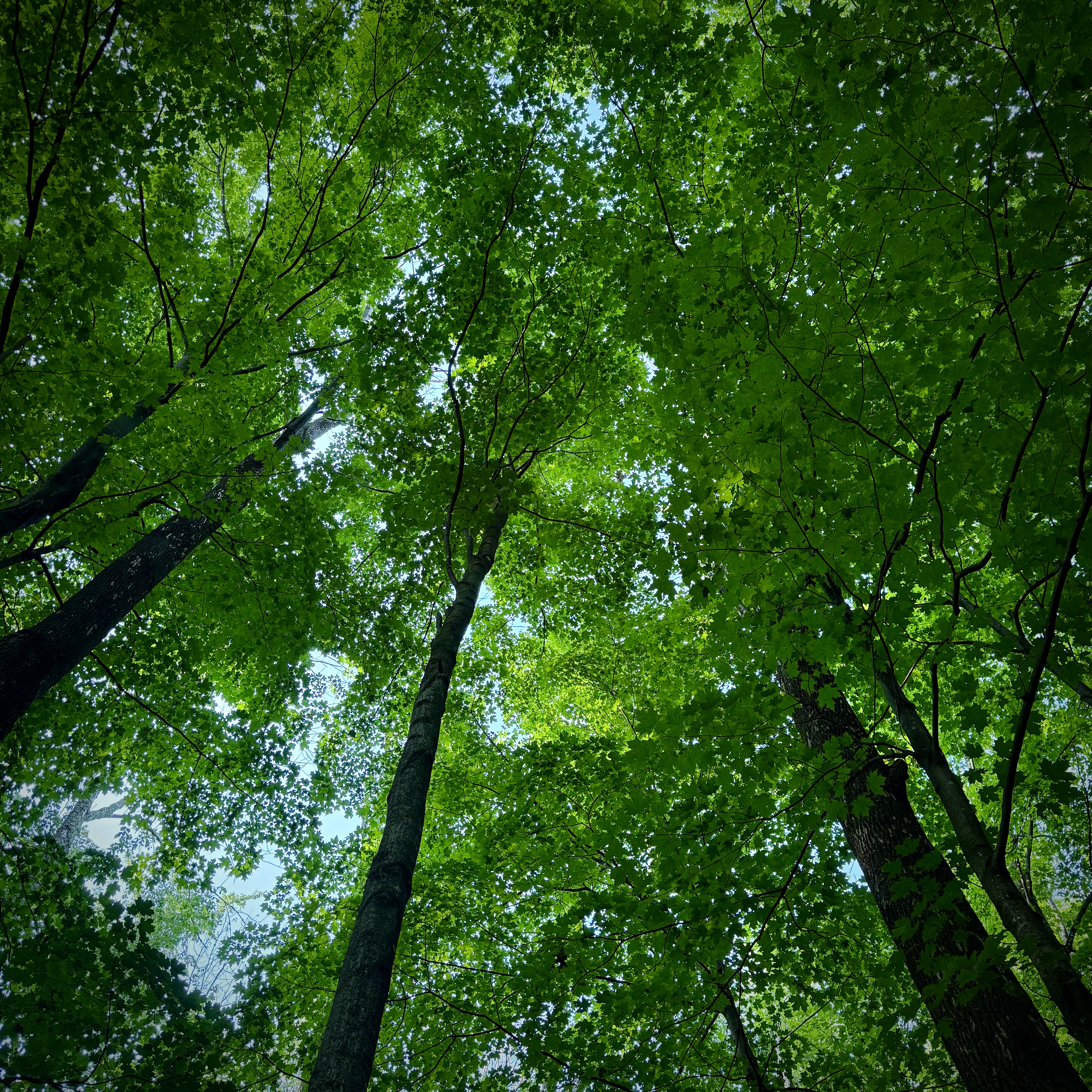 Looking up into a bright green forest canopy on a walk