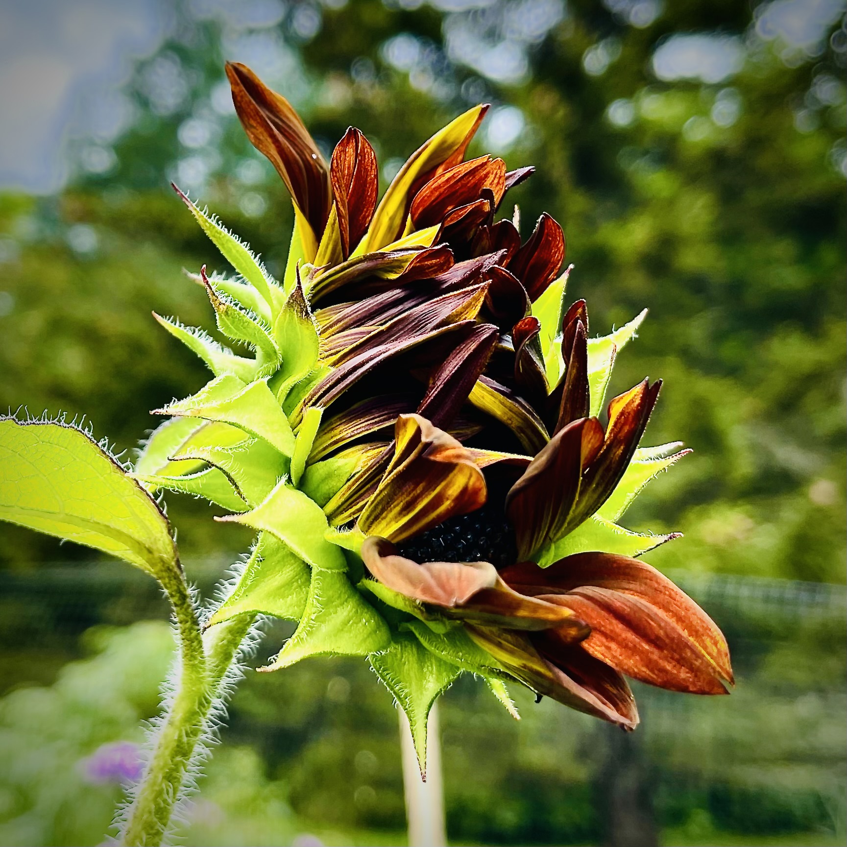 A dark sunflower bud, still closed, holding everything it is about to become