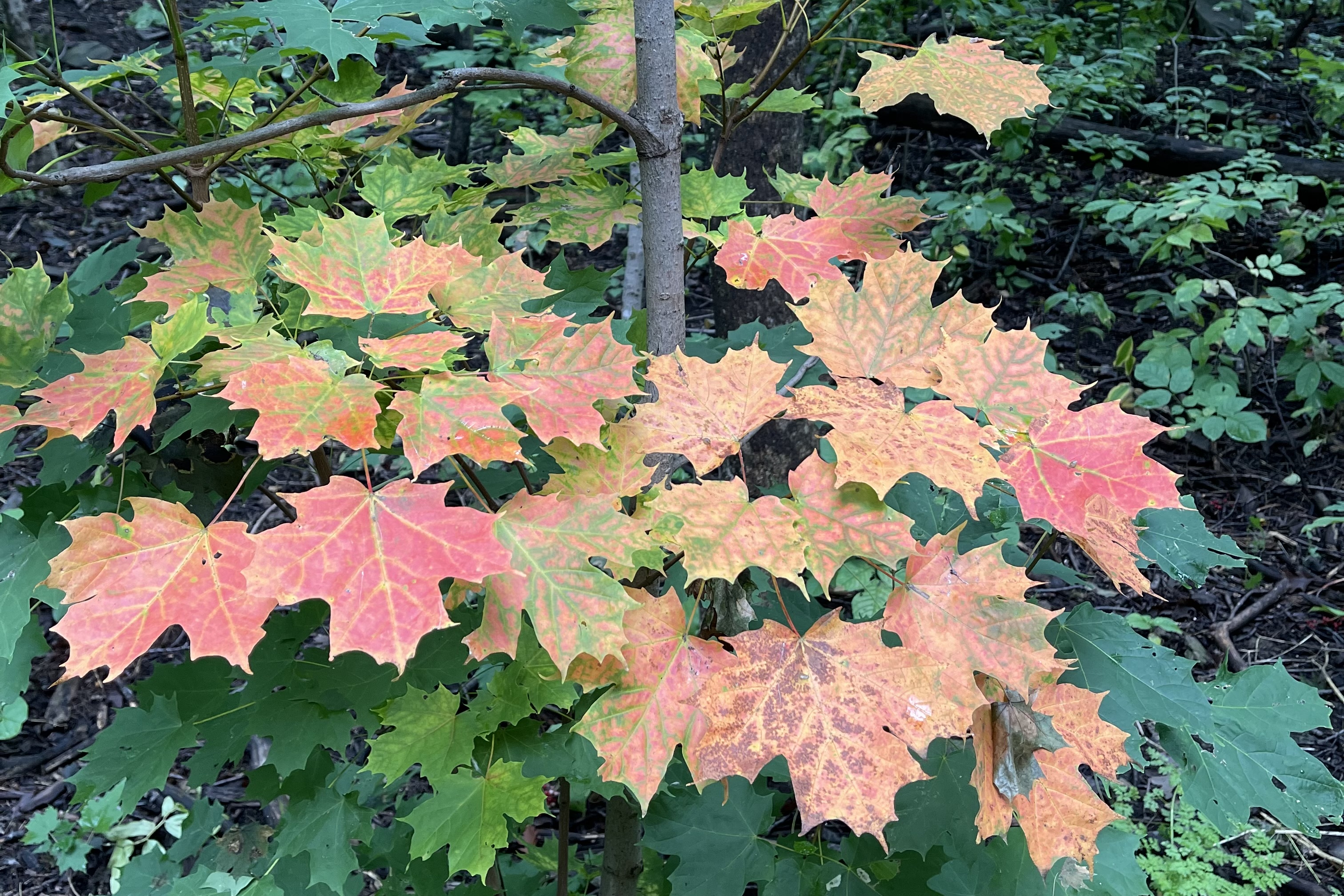 Maple leaves beginning to turn orange over green