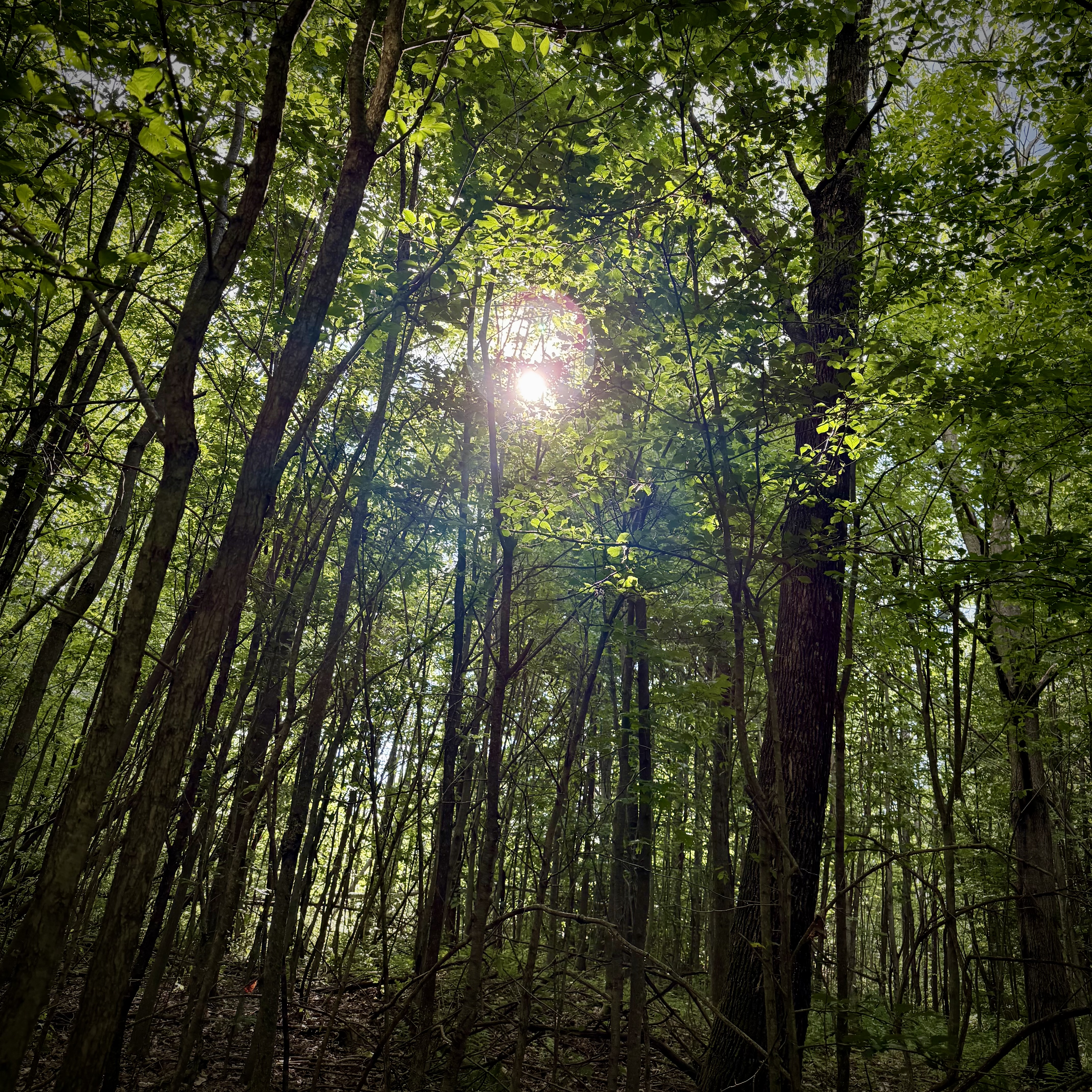 Sunlight through green trees