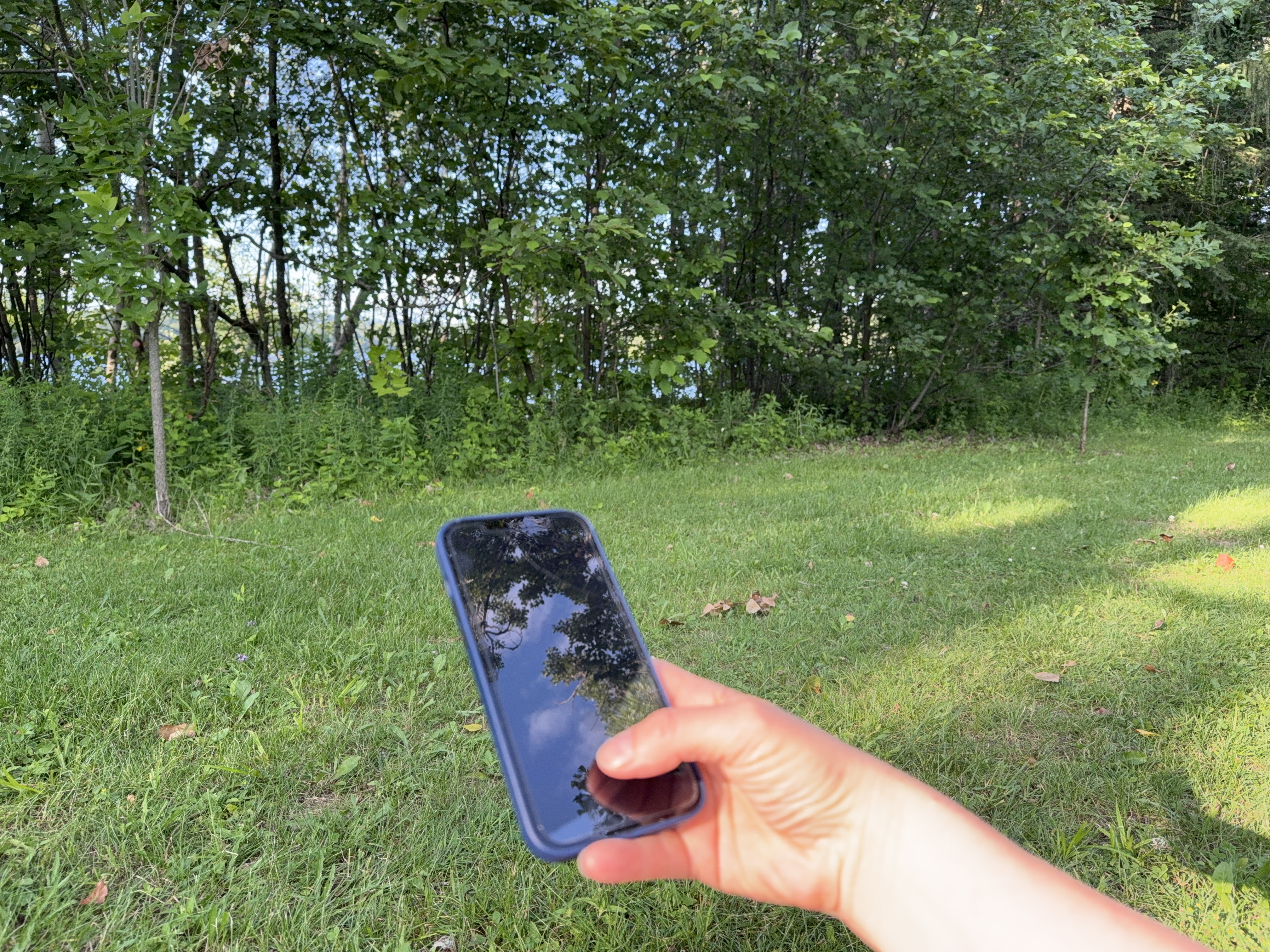A hand holding a phone up to the green of the forest