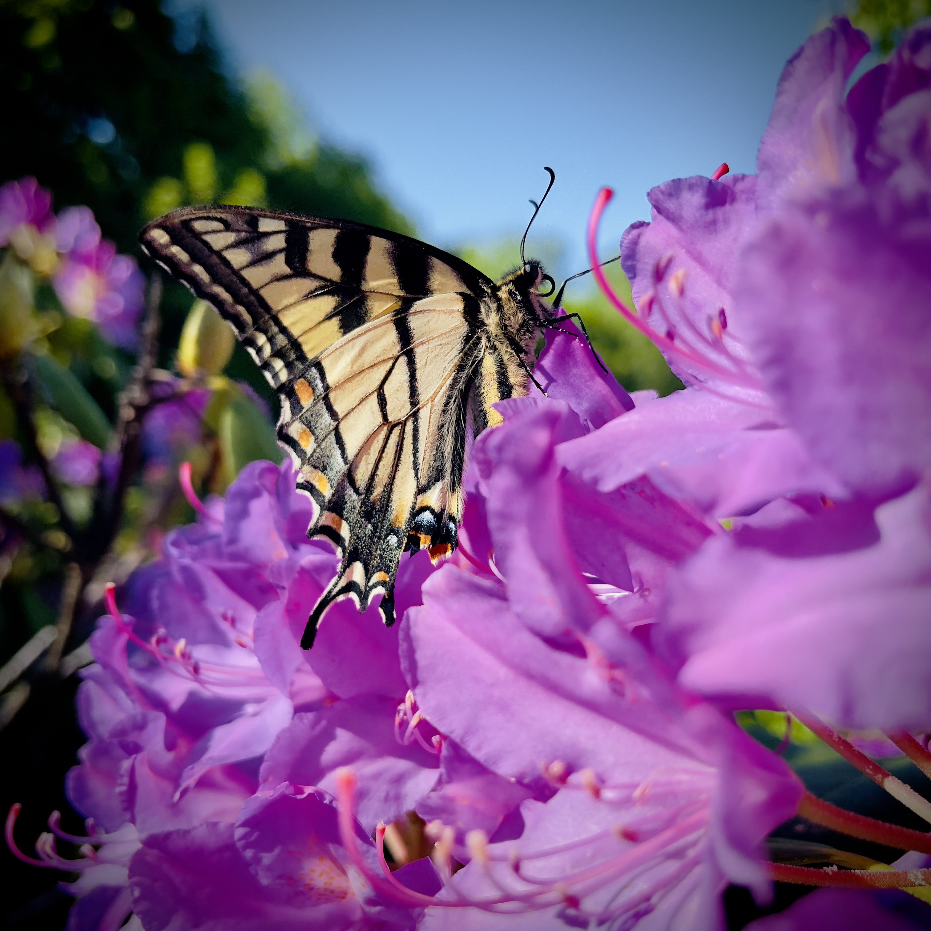 Swallowtail butterfly on rhododendron