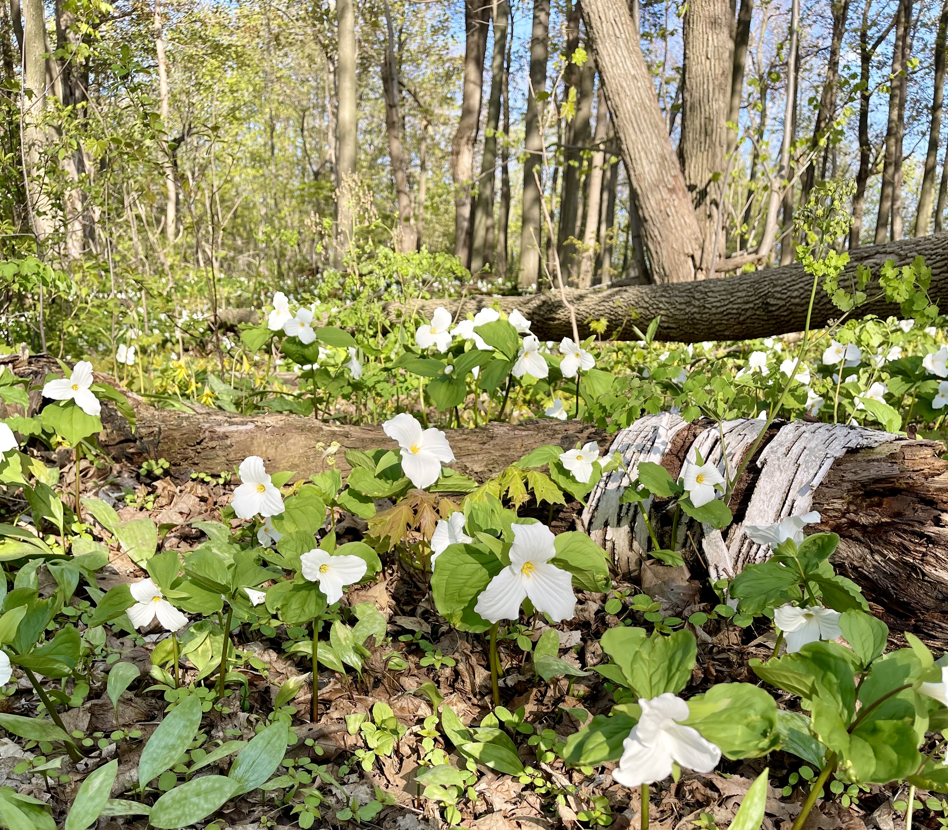 Trilliums blooming in Eastern Townships forest