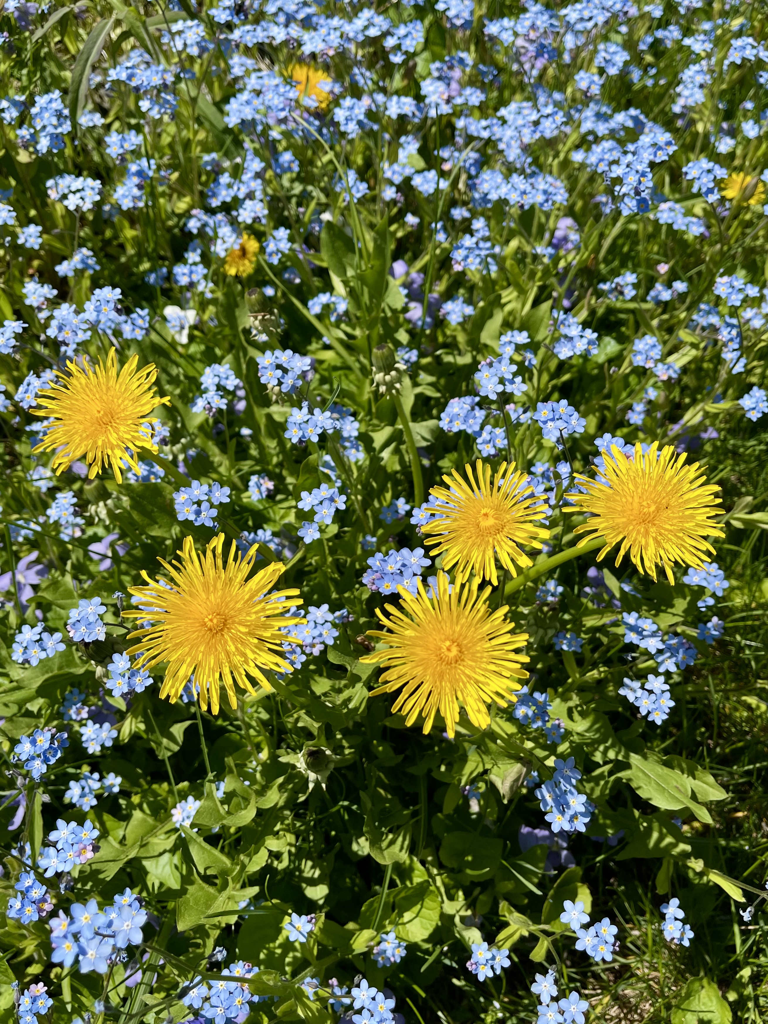 Dandelions and forget-me-nots