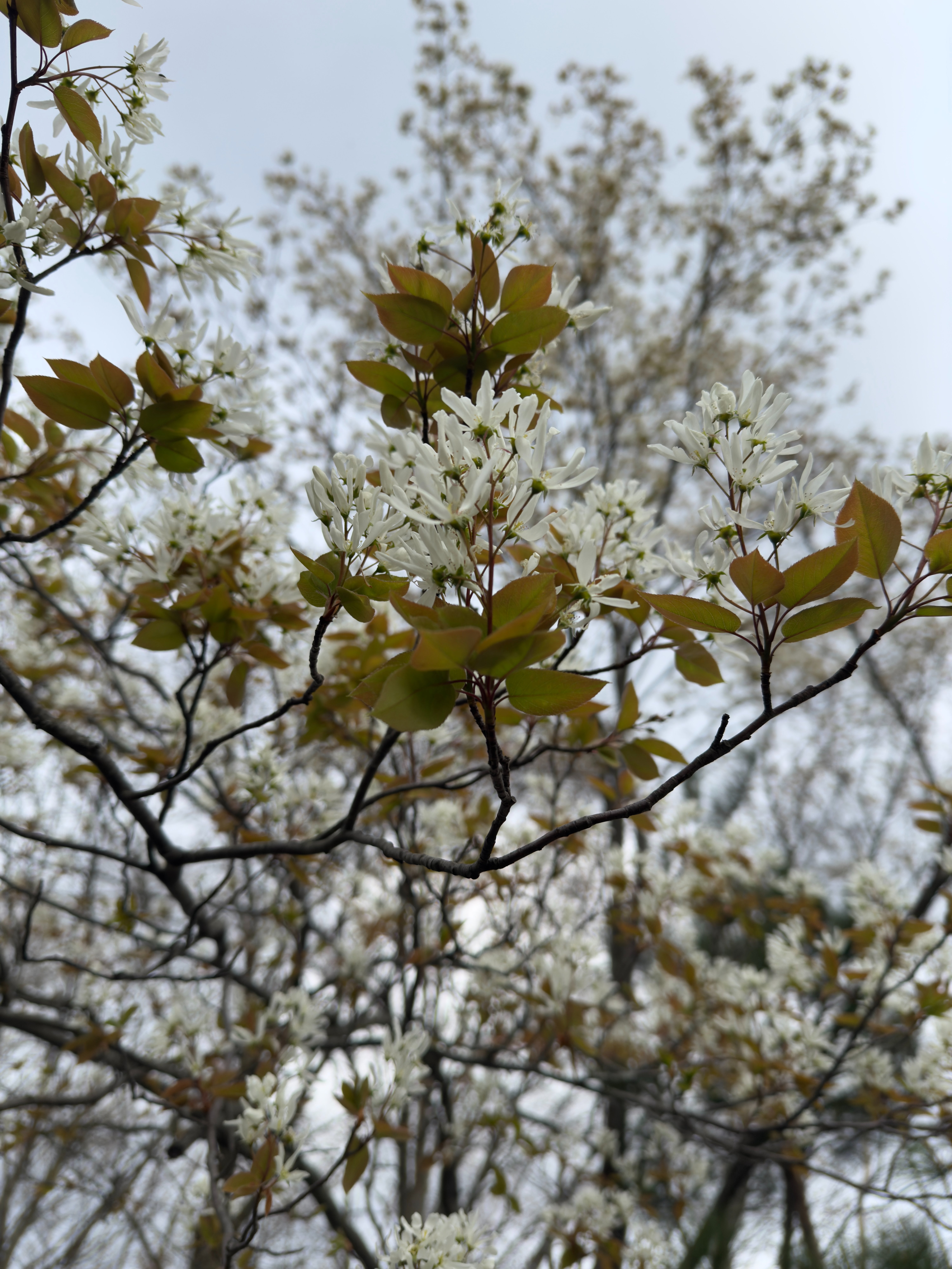 Serviceberry blossoms