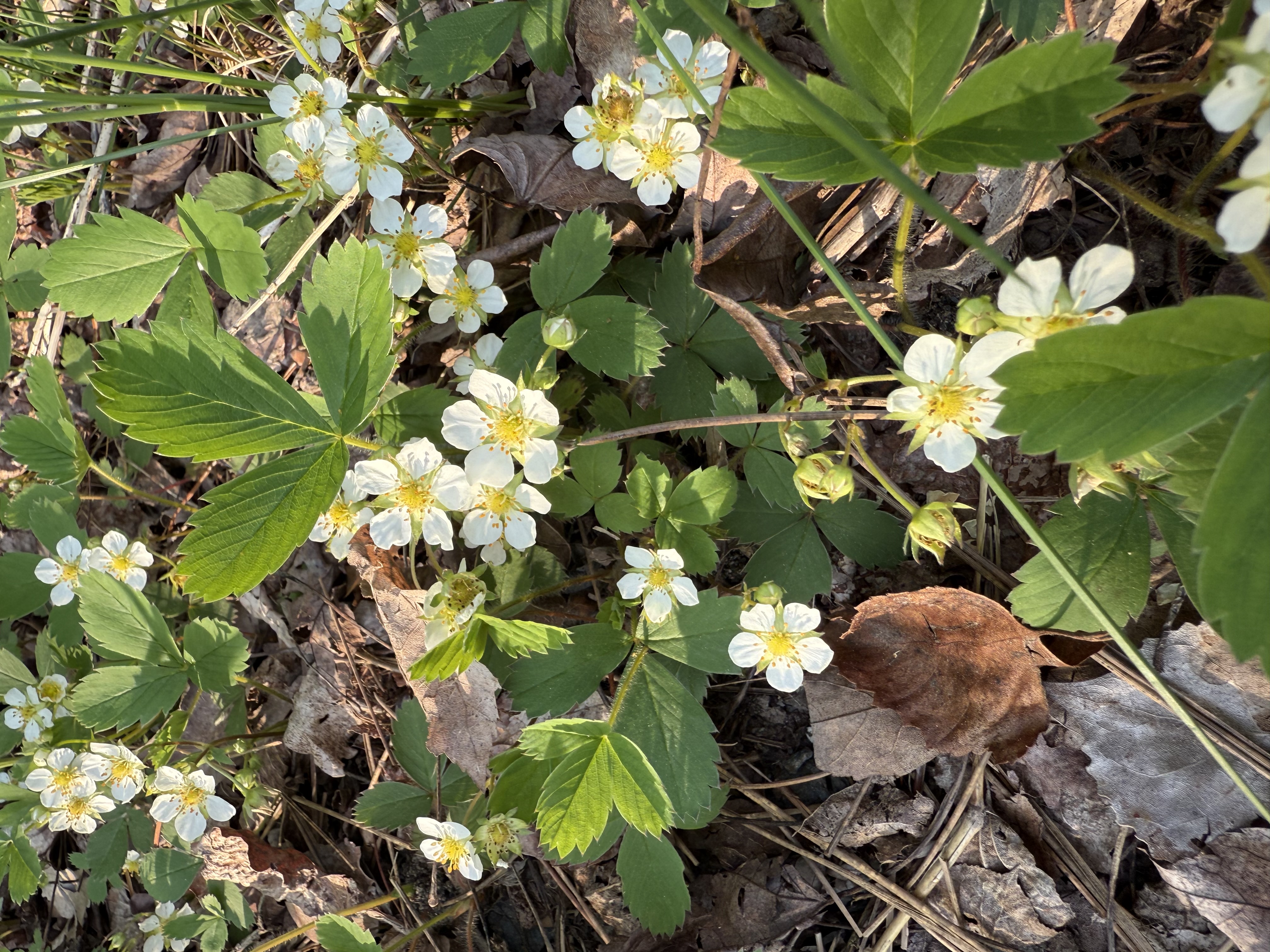 Wild strawberry blossoms