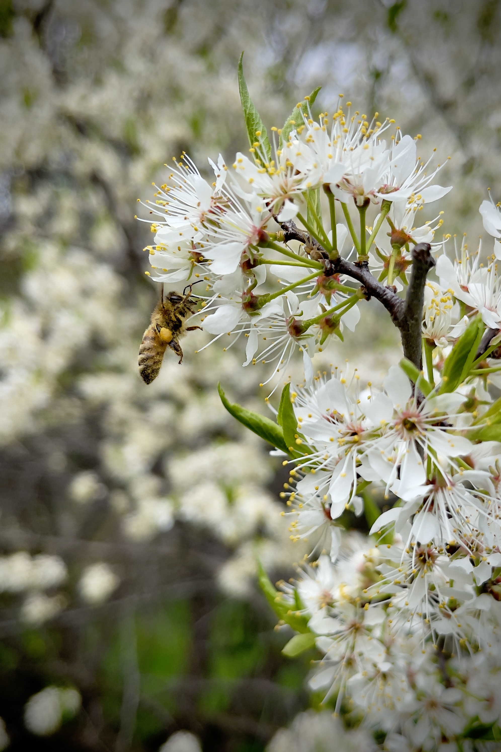 Honeybee on wild cherry blossoms