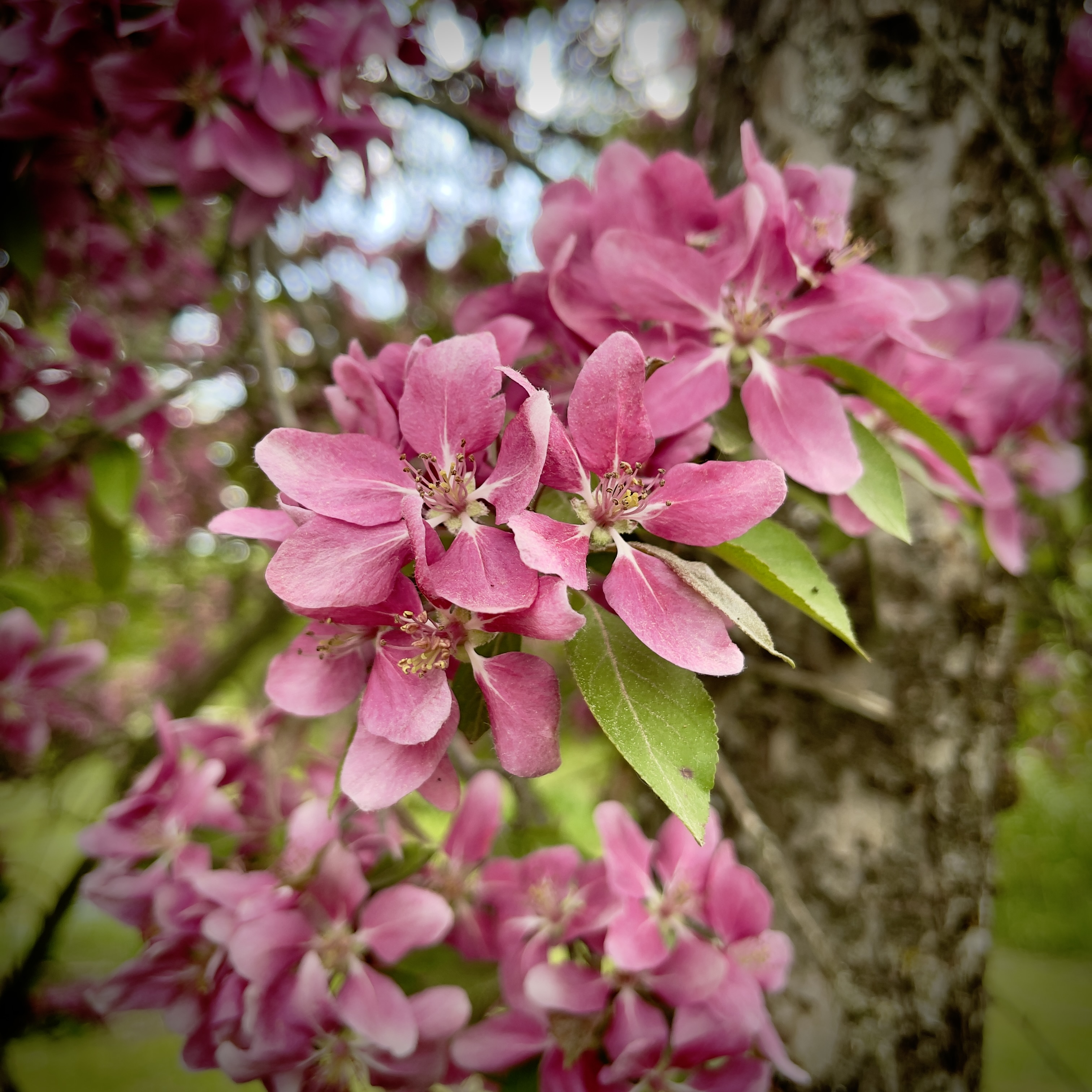 Pink crabapple blossoms