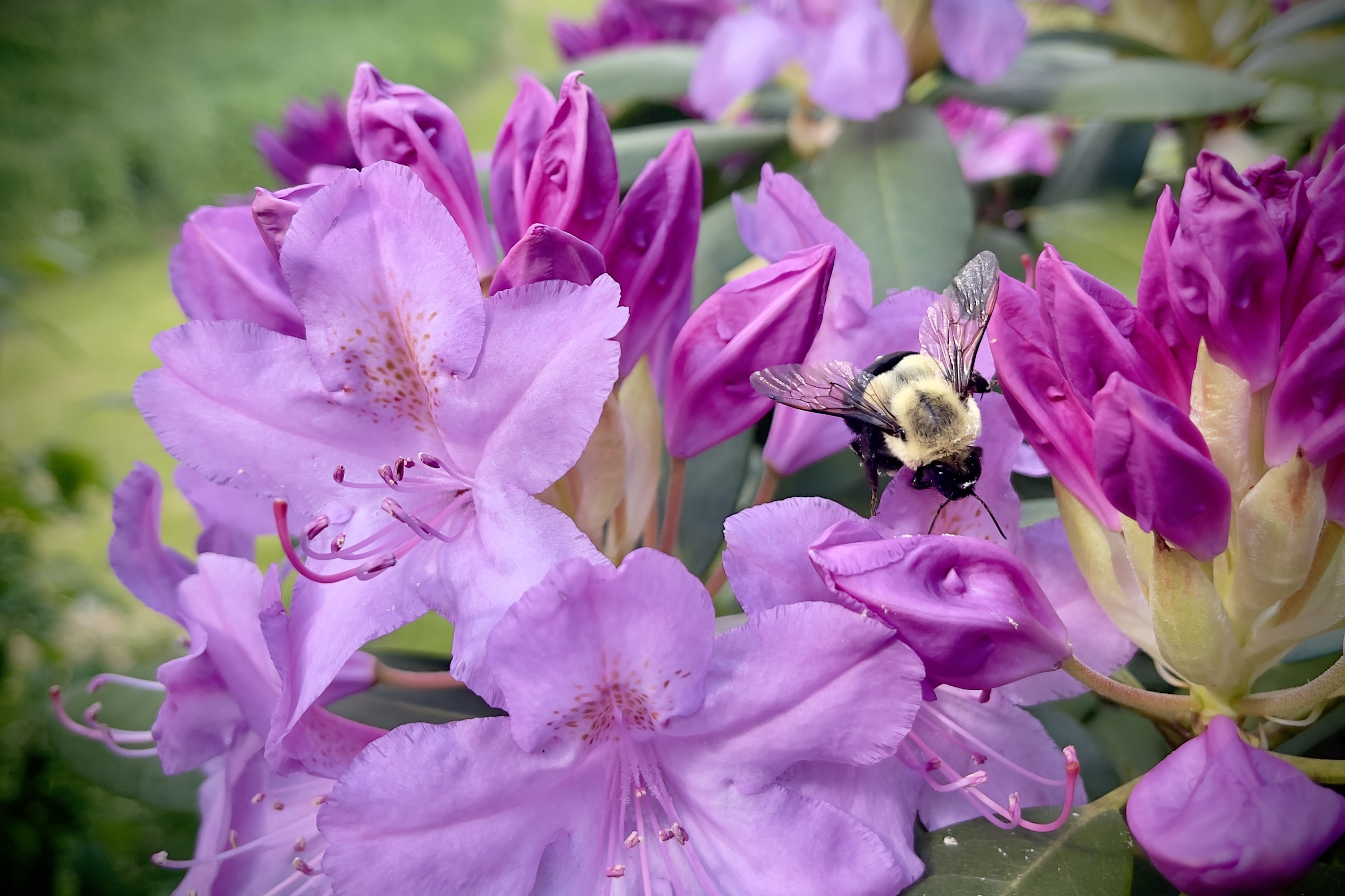 Bumblebee on rhododendron