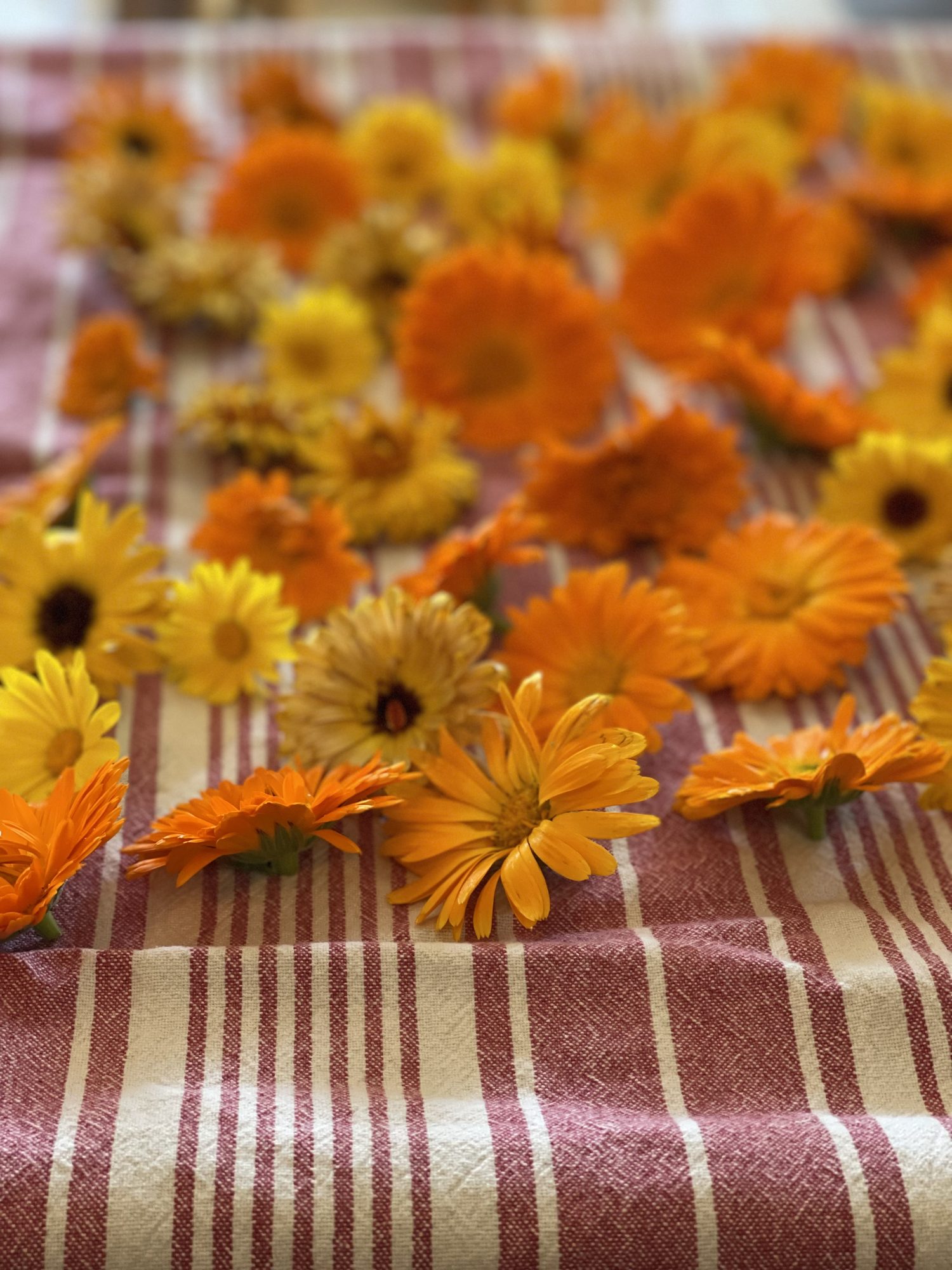 A carpet of calendula flowers
