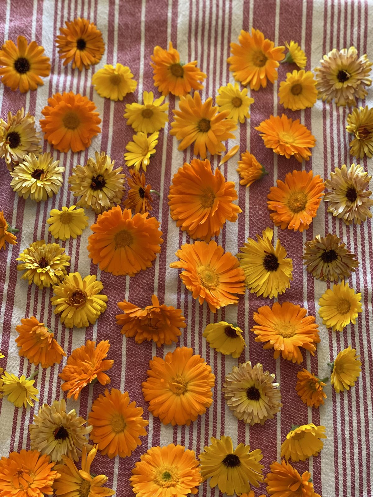 Calendula flowers drying on a striped cloth