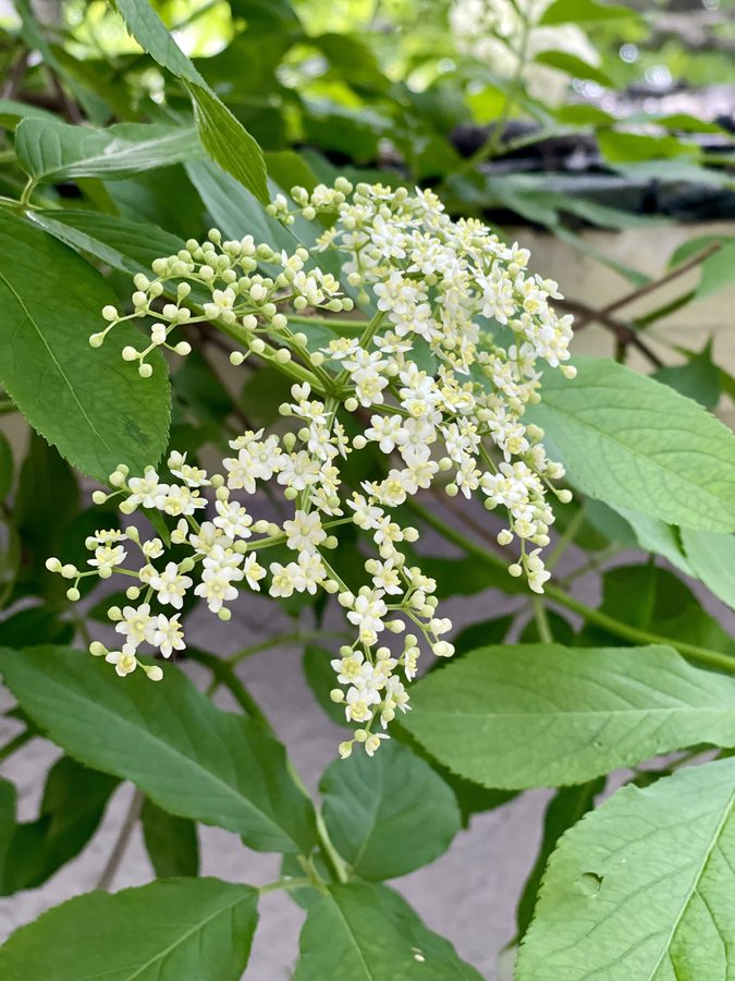 Elderflowers in bloom