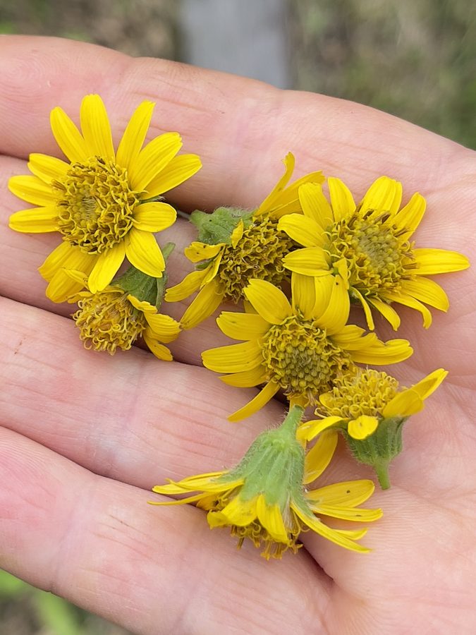 A handful of fresh-picked yellow flowers