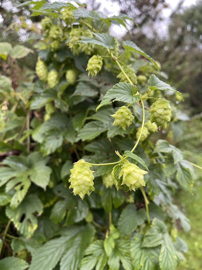 Hops on the vine