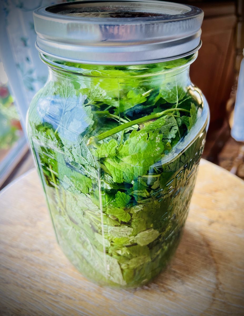 Lemon balm leaves macerating in a glass jar