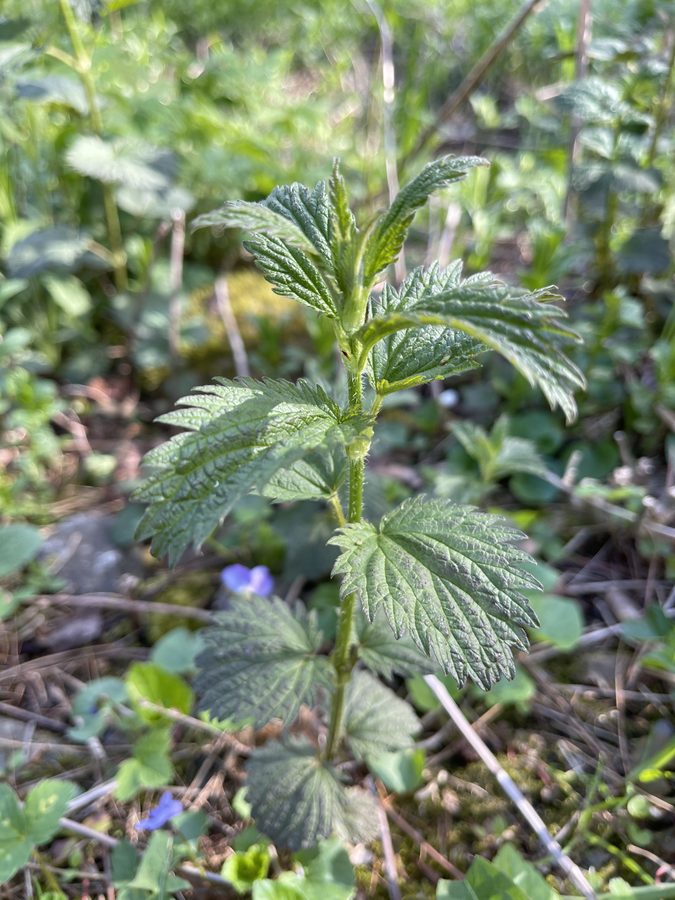 Young stinging nettle