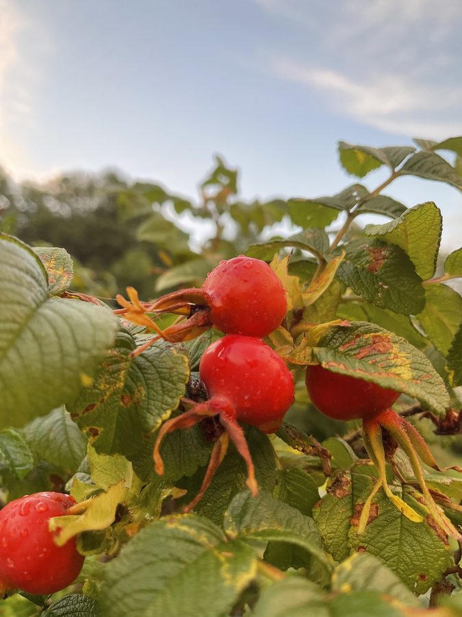 Rose hips on the branch